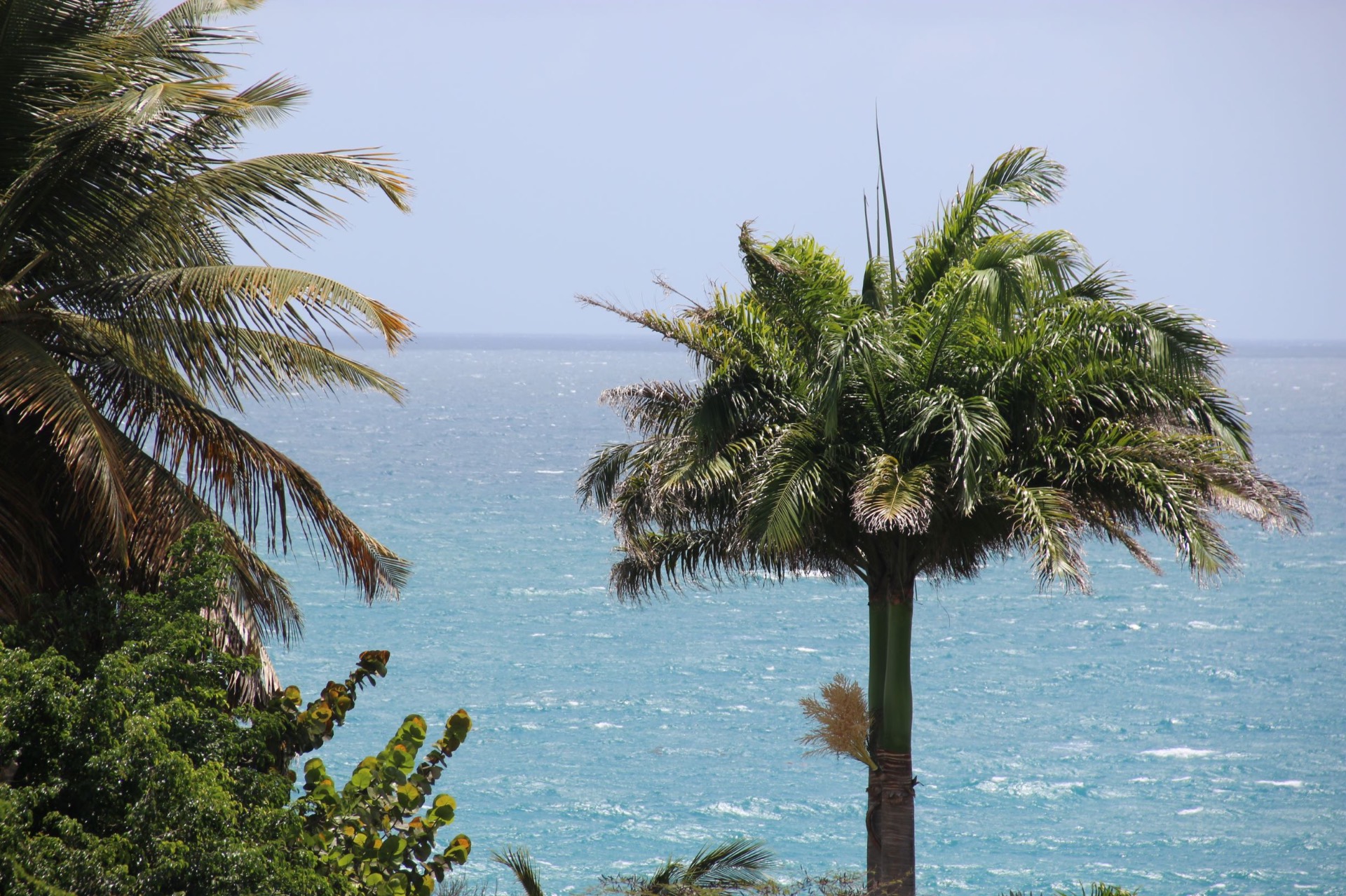 Vue mer entre les palmiers